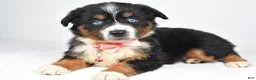 Miniature Australian Shepherd dogs for sale: Olympia - Ad 8