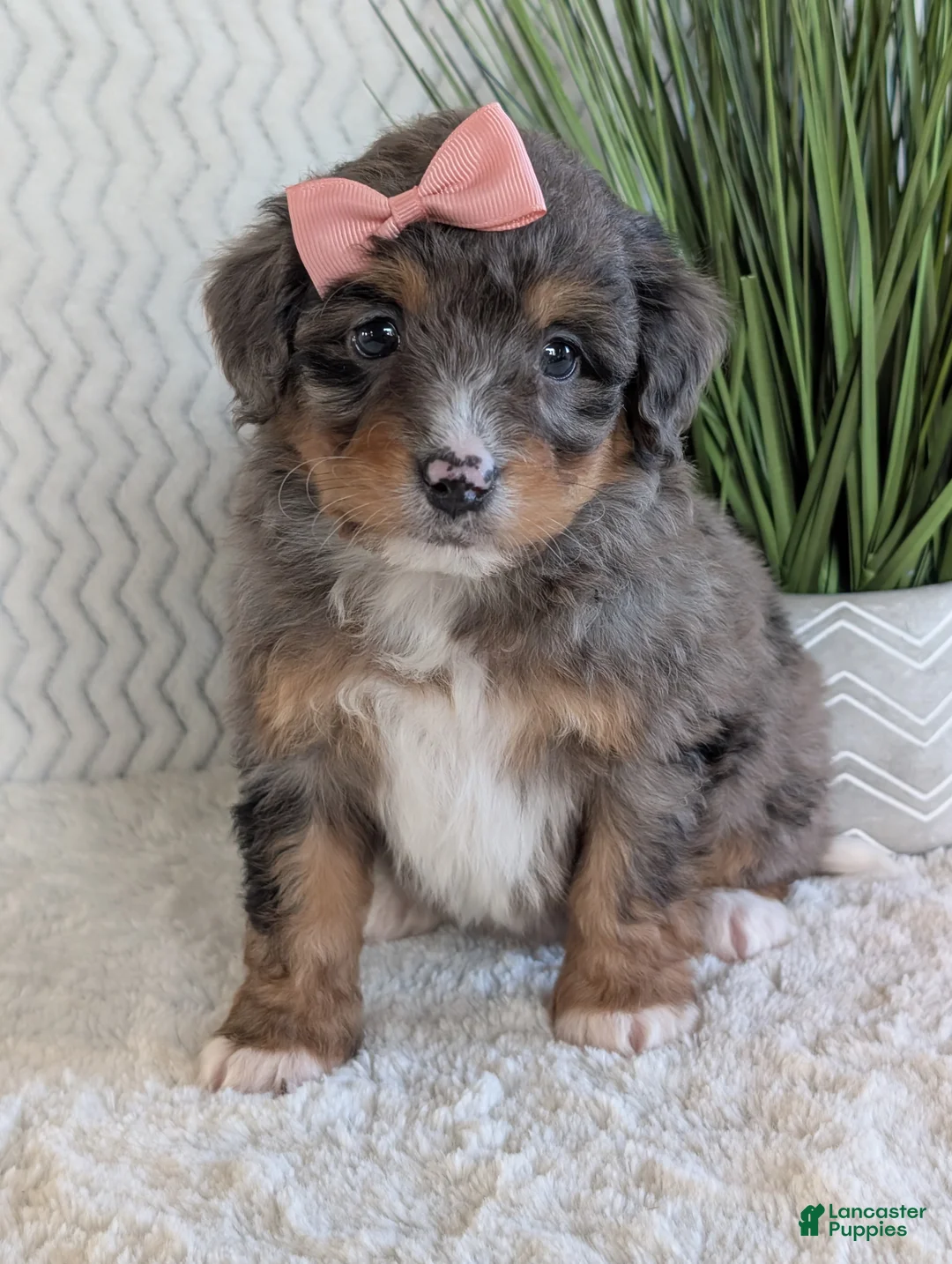 Mini Bernedoodle dogs for sale: Mini Skye  - Ad 10