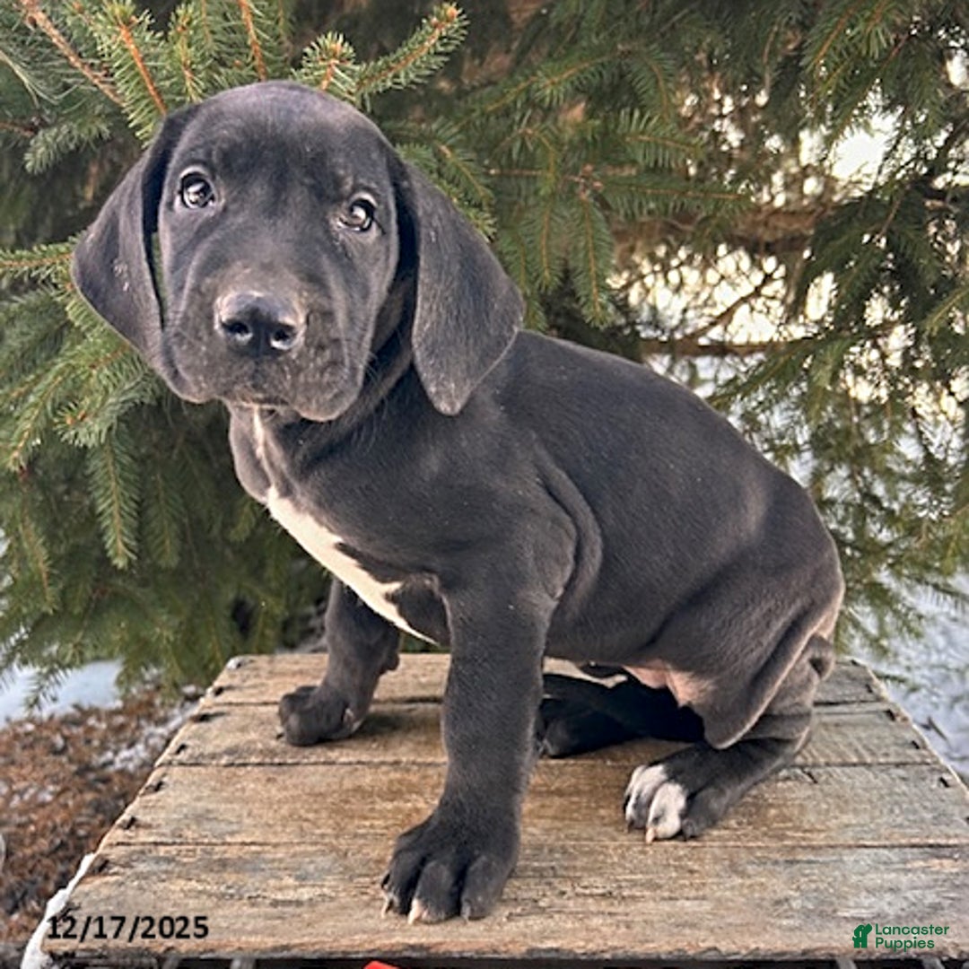 Great Dane dogs for sale: Shelby - Ad 3