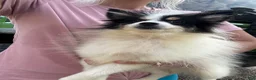Pomsky dogs for sale: Trey - Ad 2