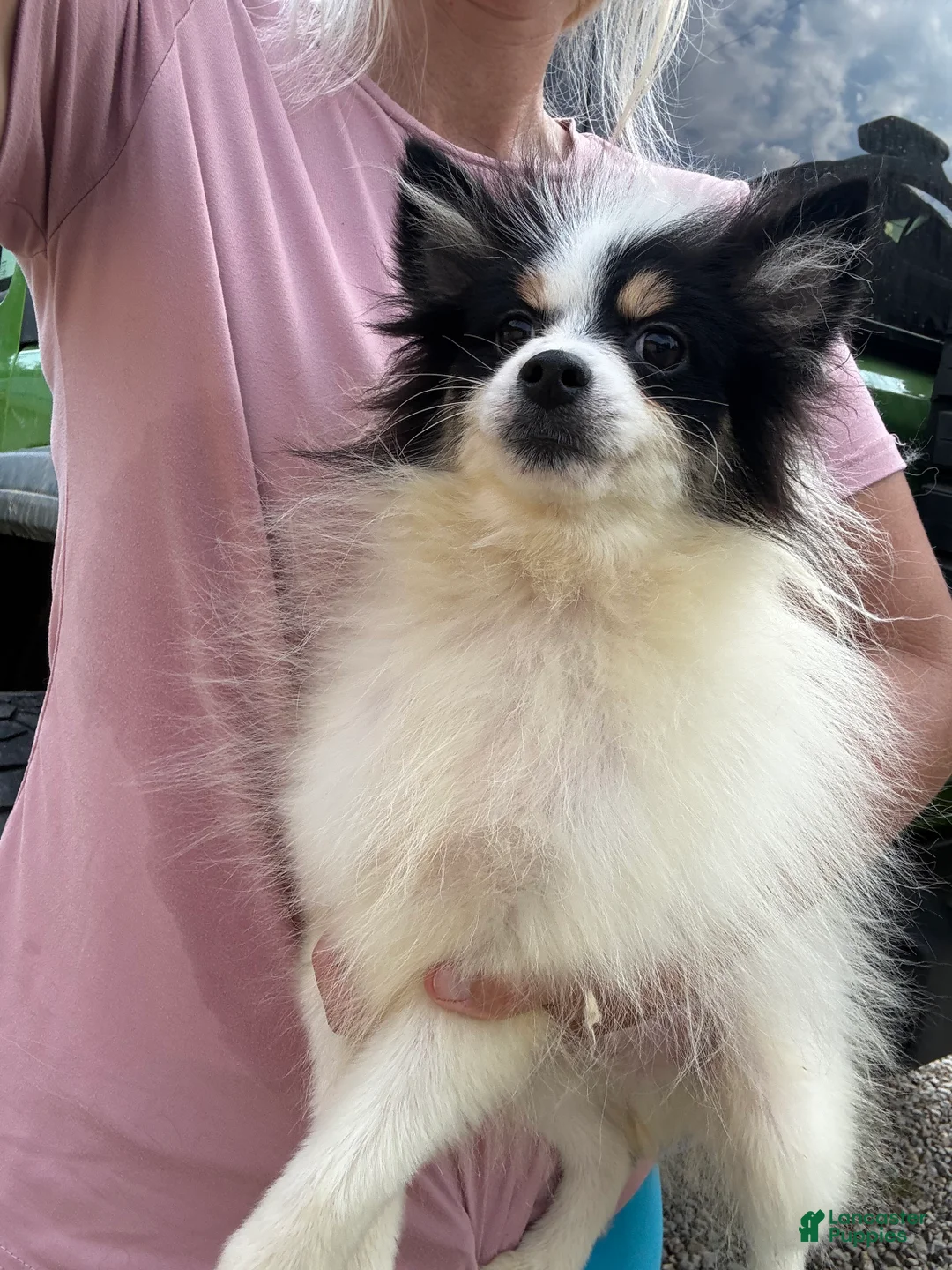 Pomsky dogs for sale: Trey - Ad 2