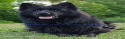 German Shepherd dogs for sale: Licorice - Ad 4