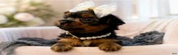 Yorkshire Terrier dogs for sale: Cricket 1lb on 8/28 - Ad 3