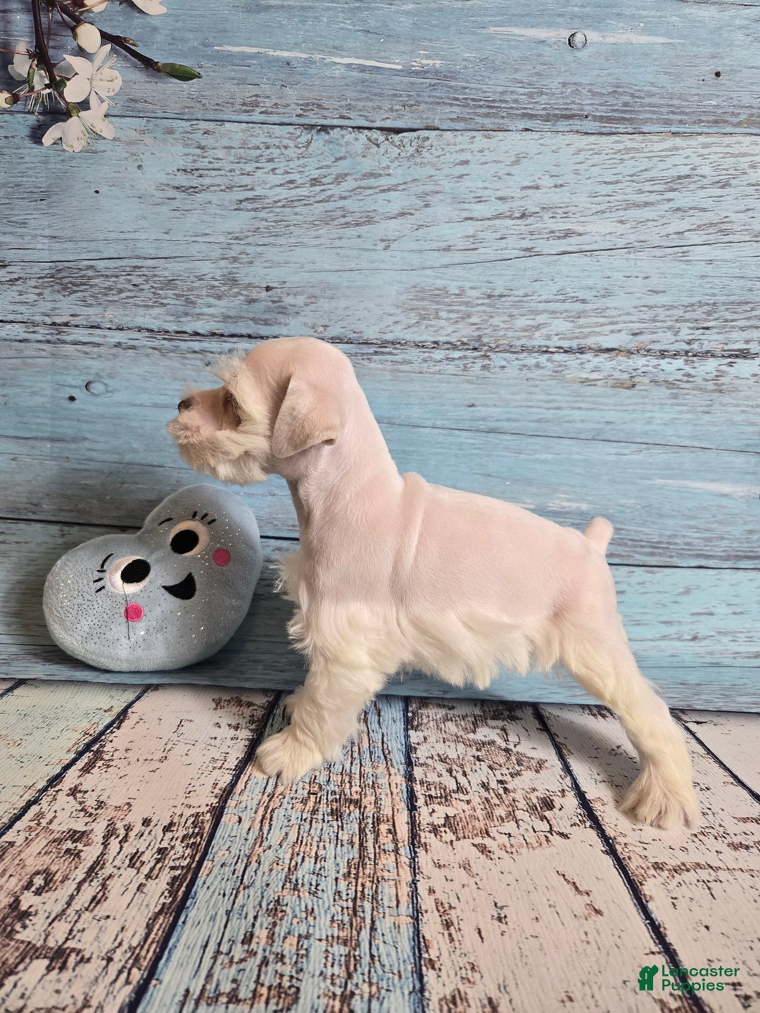 Miniature Schnauzer dogs for sale: OLAF, Miniature Schnauzer Puppy  - Ad 2