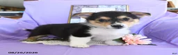 Welsh Corgi Pembroke dogs for sale: Champ  - Ad 4