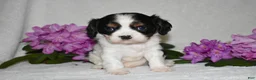 Cavalier King Charles Spaniel dogs for sale: Snoopy - Ad 4