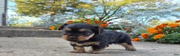 Yorkshire Terrier dogs for sale: Molly - Ad 28