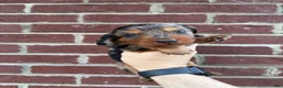Miniature Dachshund dogs for sale: Ricky  - Ad 3