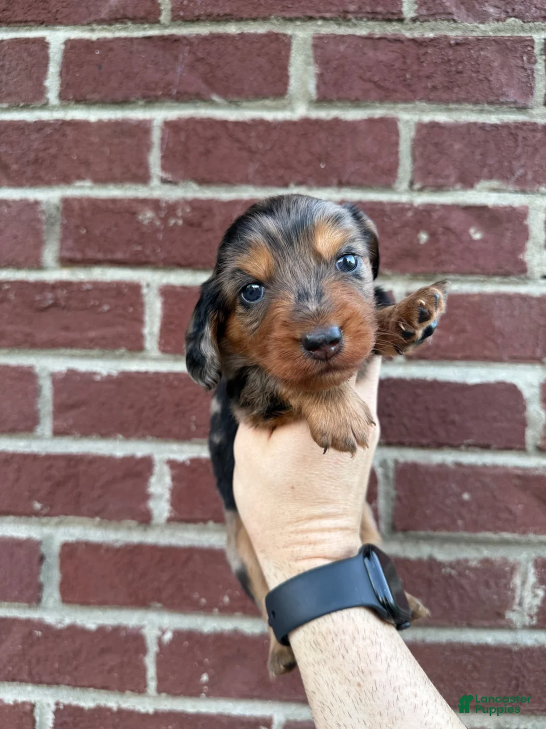 Miniature Dachshund dogs for sale: Ricky  - Ad 3