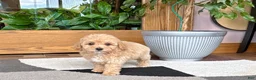 Mixed Breed dogs for sale: Mixed Breed 2 - Ad 6