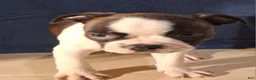Boston Terrier dogs for sale: Esther - Ad 1