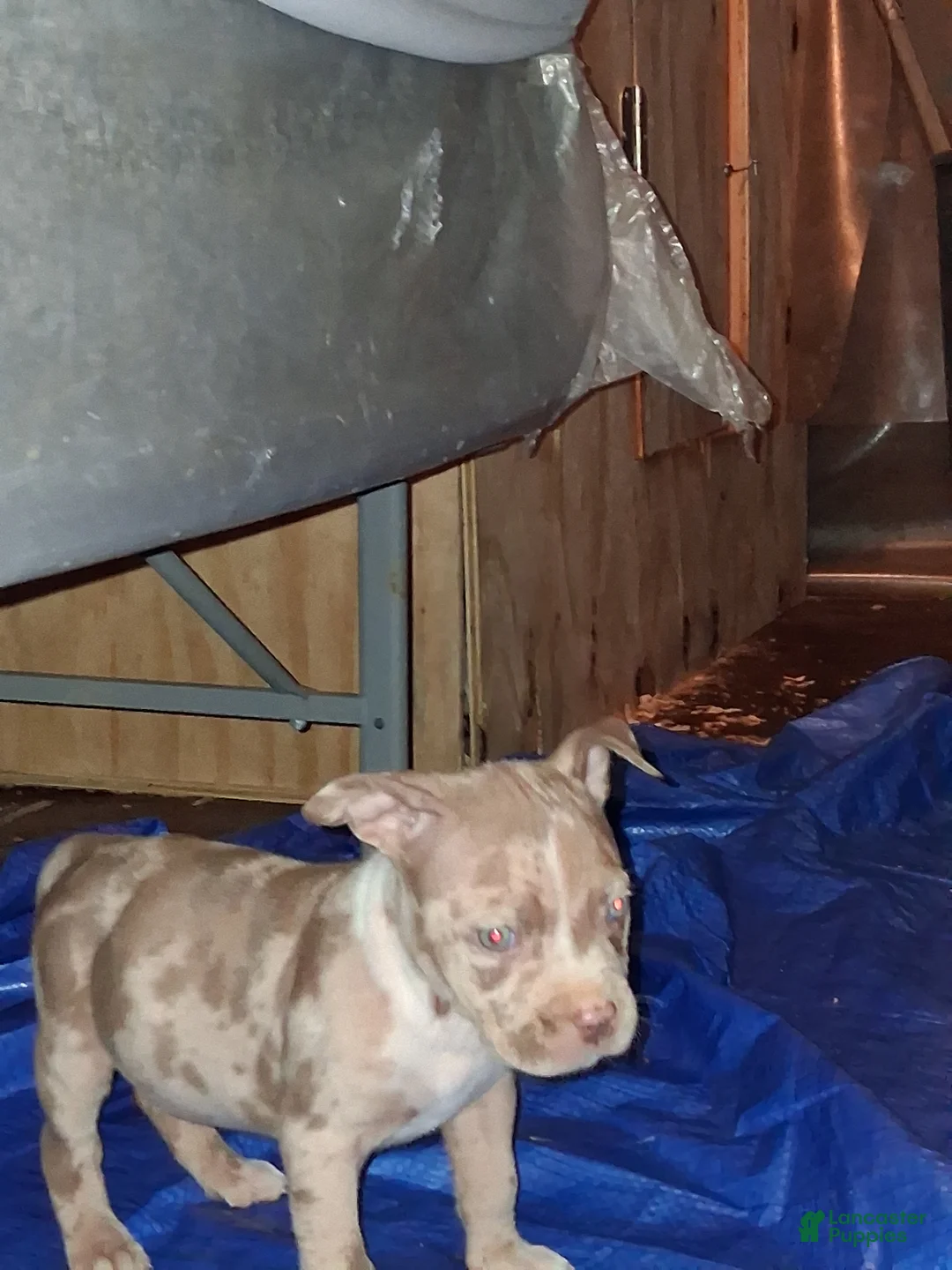 American Bully dogs for sale: American Bully Puppy 1 - Ad 1