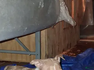 American Bully dogs American Bully Puppy 1 - Ad 32