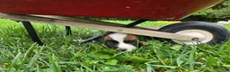 Saint Bernard dogs for sale: Beethoven - Ad 2