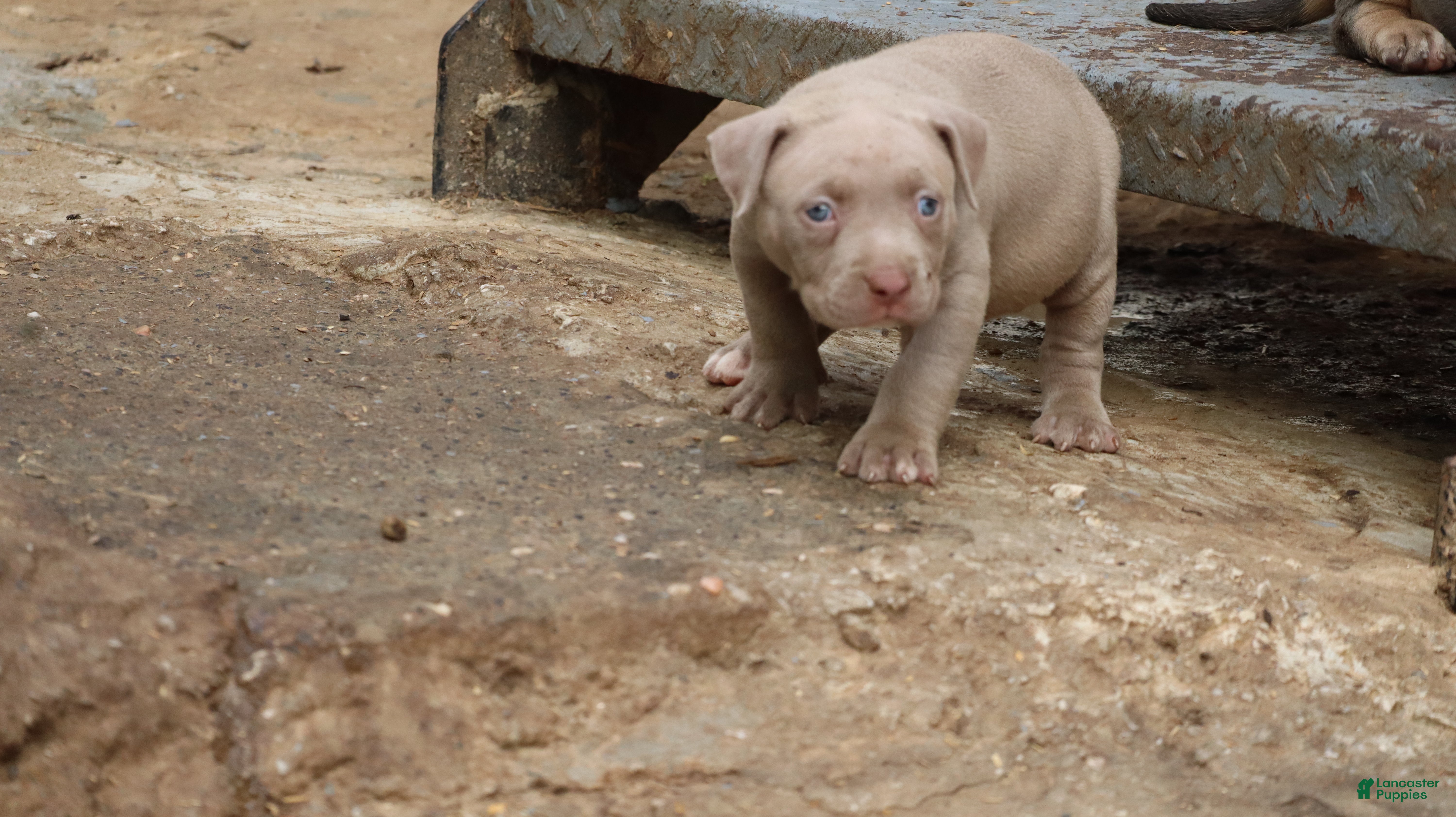 American Bully dogs Pheonix - Ad 2