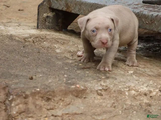 American Bully dogs for sale: Pheonix - Ad 2