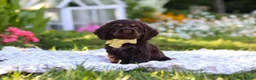 Cocker Spaniel dogs for sale: Archie - Ad 6