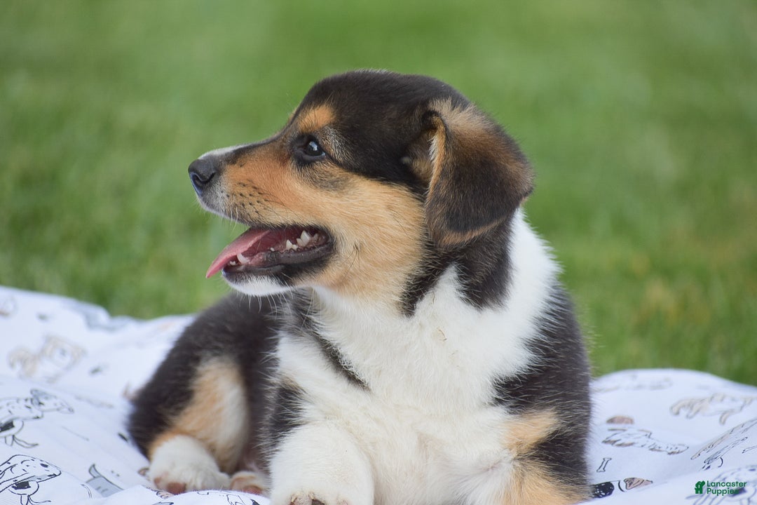 Welsh Corgi Pembroke dogs for sale: Roman - Ad 7