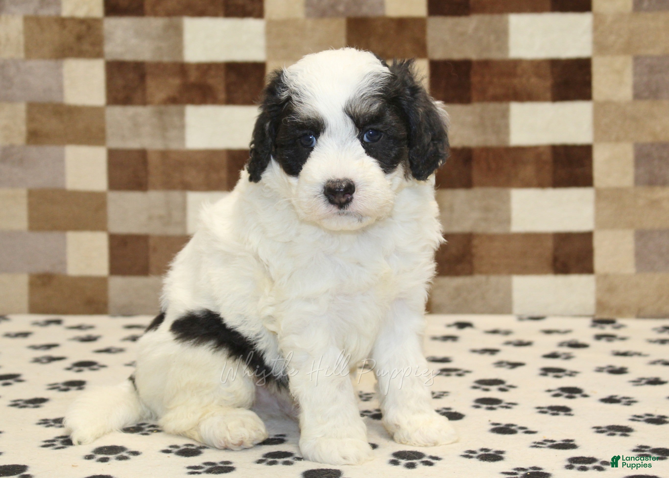 Mini Bernedoodle dogs Kodiak - Ad 1
