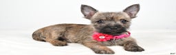 Cairn Terrier dogs for sale: Trixie - Ad 1