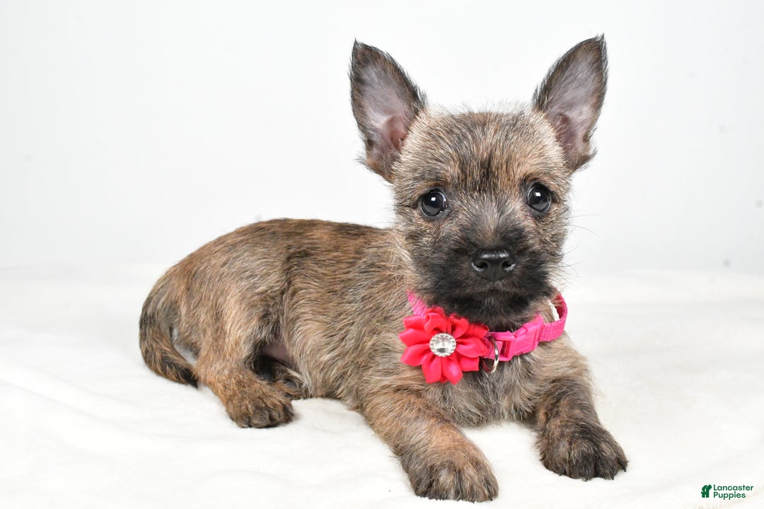 Cairn Terrier dogs for sale: Trixie - Ad 1