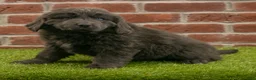 Newfoundland dogs for sale: Jasmine - Ad 4