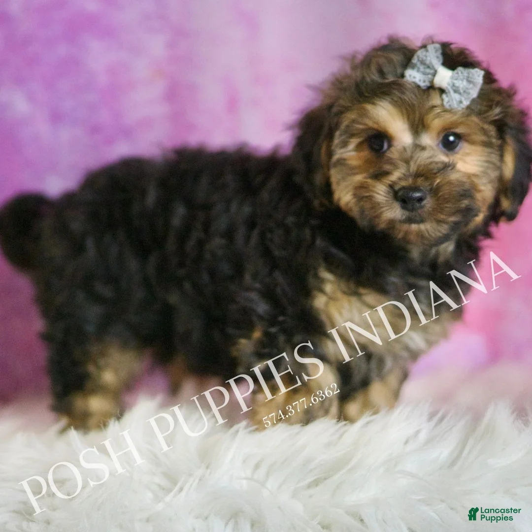Yorkiepoo dogs for sale: Snickerdoodle - Ad 4