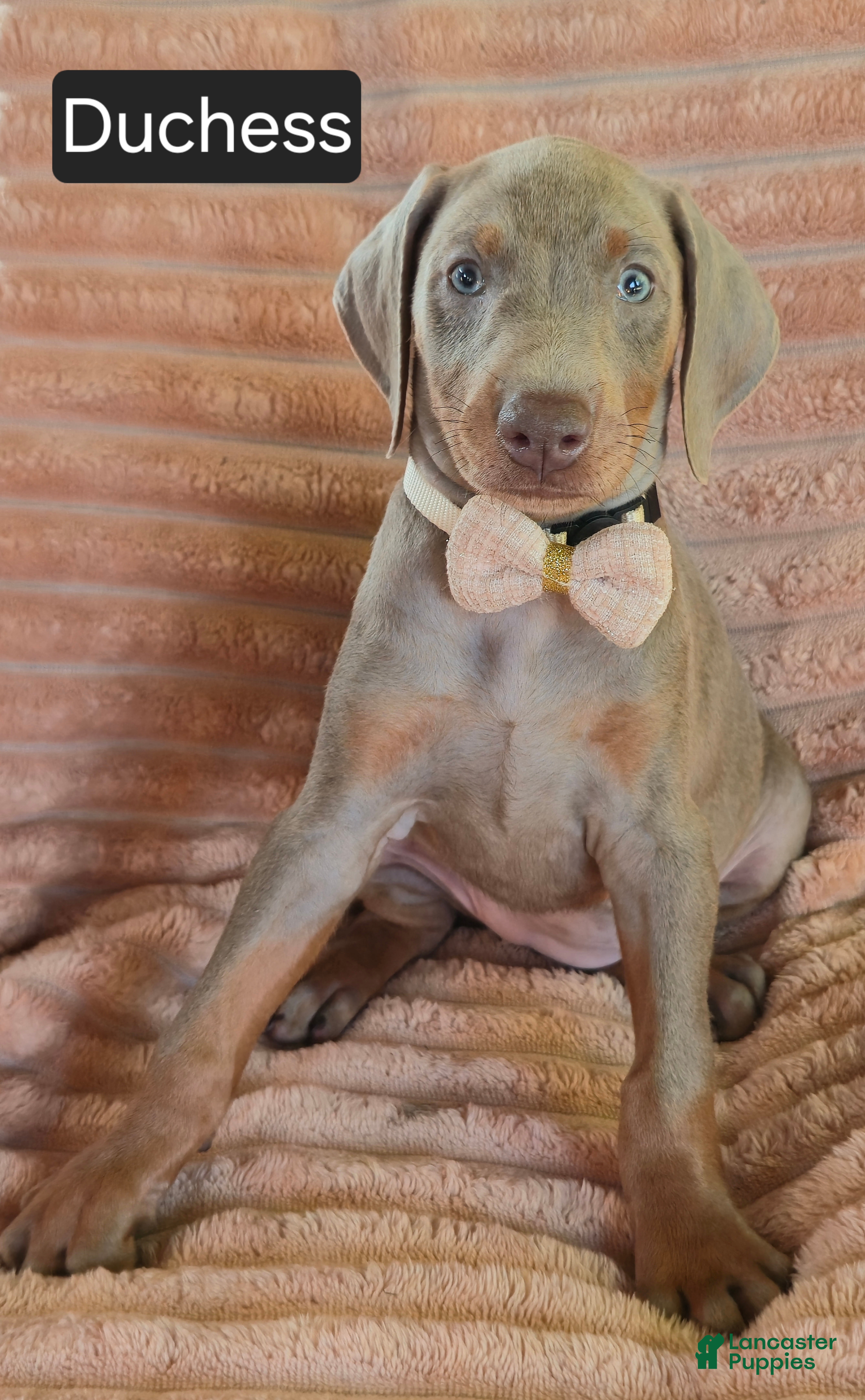 Doberman Pinscher dogs Duchess - Ad 1