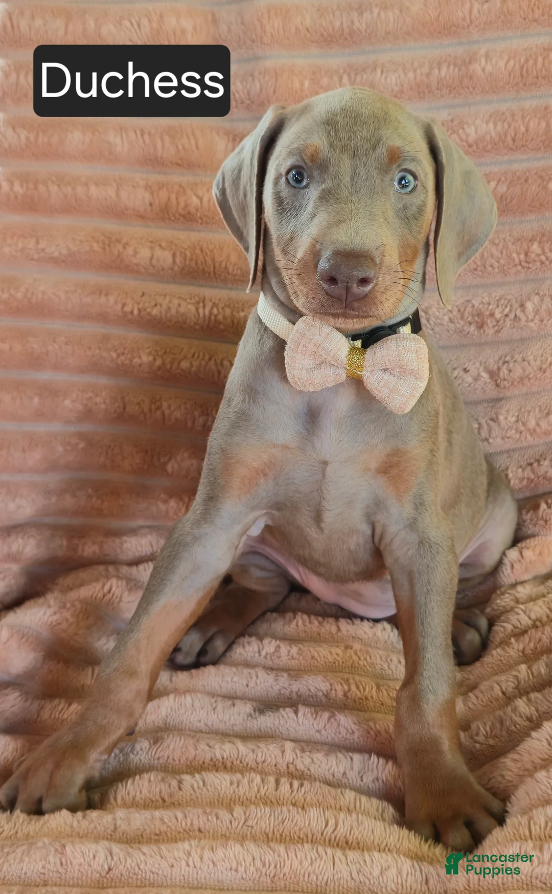 Doberman Pinscher dogs for sale: Duchess - Ad 1