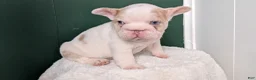 French Bulldog dogs for sale: Koda - Ad 2