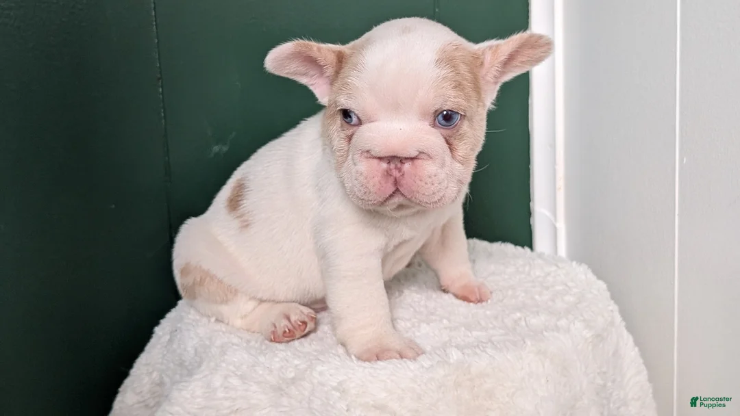 French Bulldog dogs for sale: Koda - Ad 2