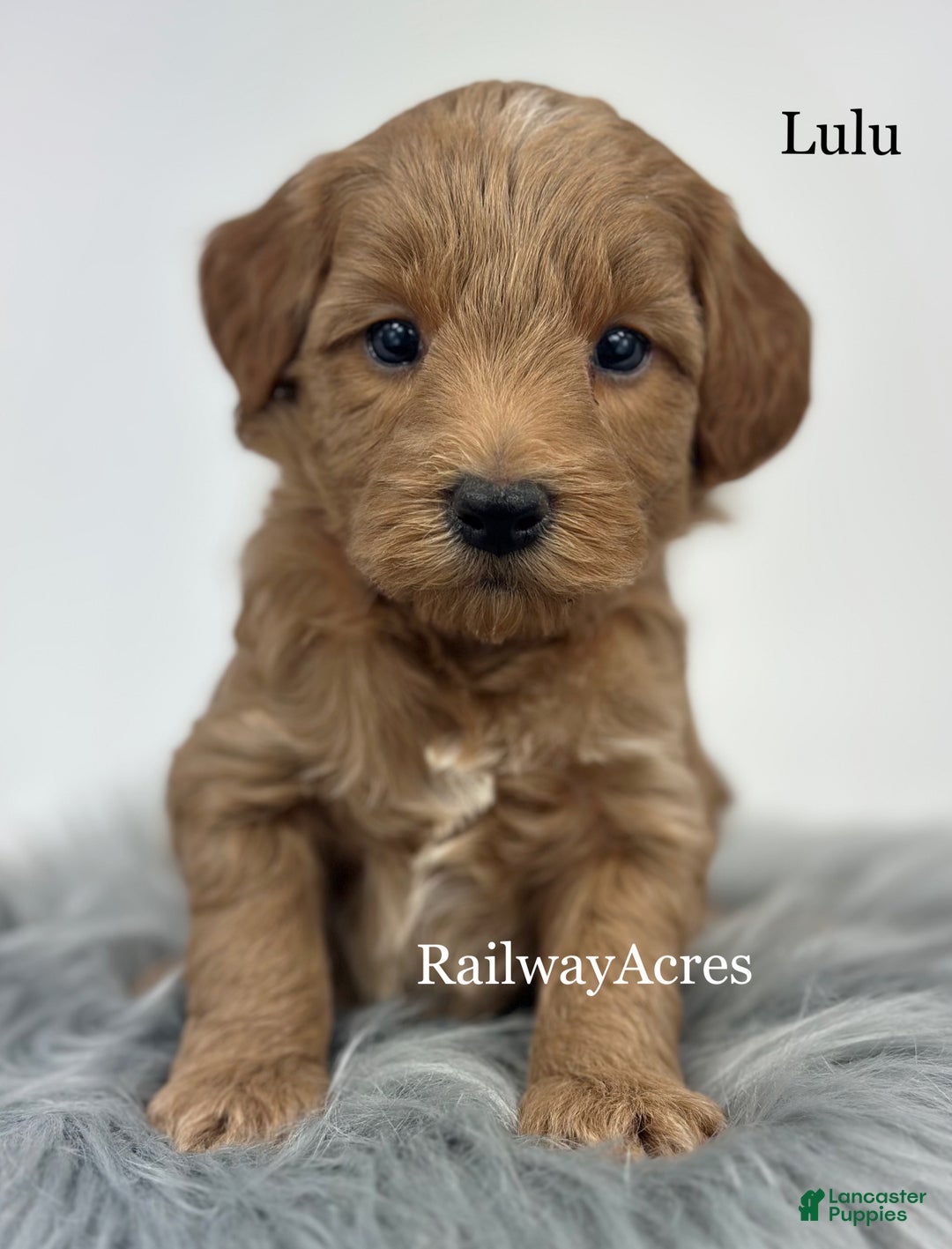 Goldendoodle dogs for sale: Lulu - Ad 2