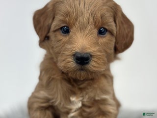 Goldendoodle dogs - Ad 5