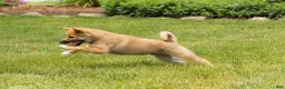 Shiba Inu dogs for sale: Jethro  - Ad 3