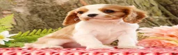 Cavalier King Charles Spaniel dogs for sale: Zack - Ad 6