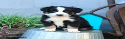 Miniature Australian Shepherd dogs for sale: Lily - Ad 4