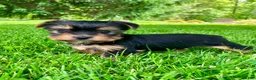 Yorkshire Terrier dogs for sale: Atlas - Ad 4