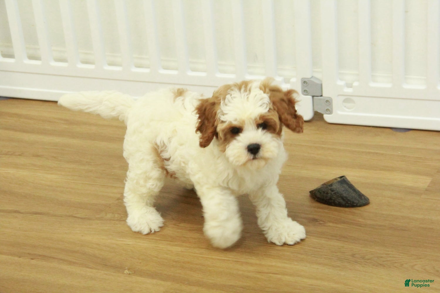 Cavapoo dogs Lilly - Ad 21
