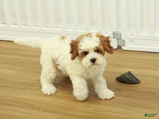 Cavapoo dogs Lilly - Ad 41