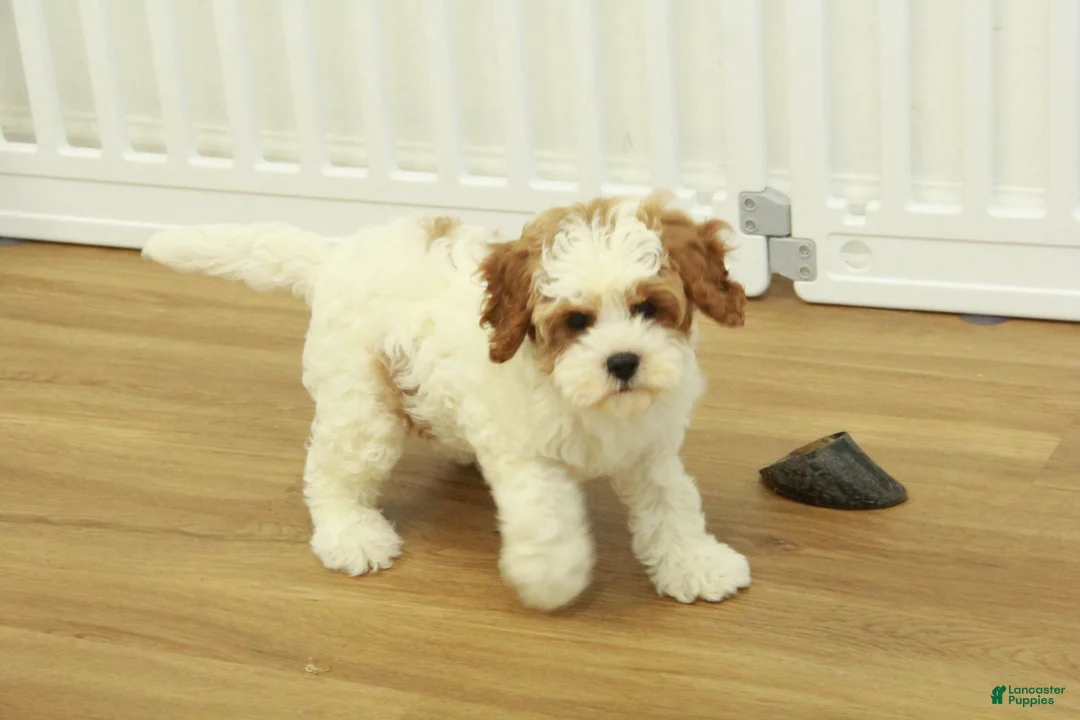 Cavapoo dogs for sale: Lilly - Ad 1