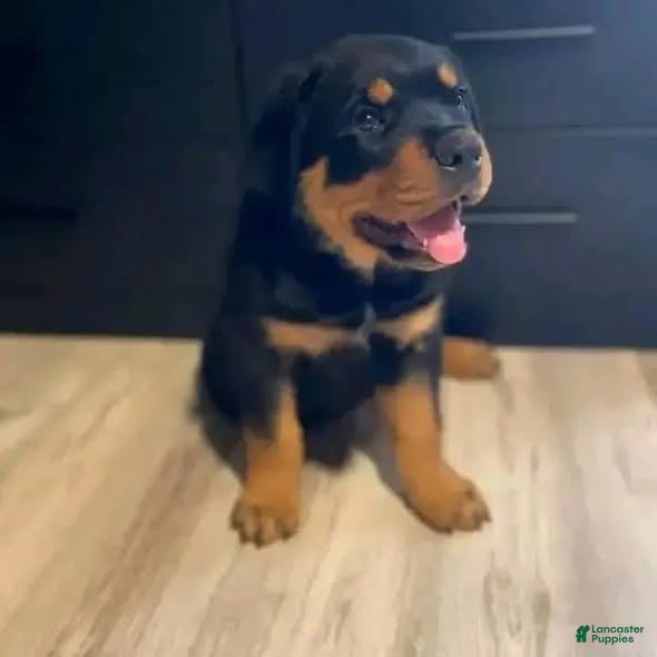 Rottweiler dogs Mimi - Ad 3