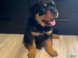 Rottweiler dogs Mimi - Ad 3
