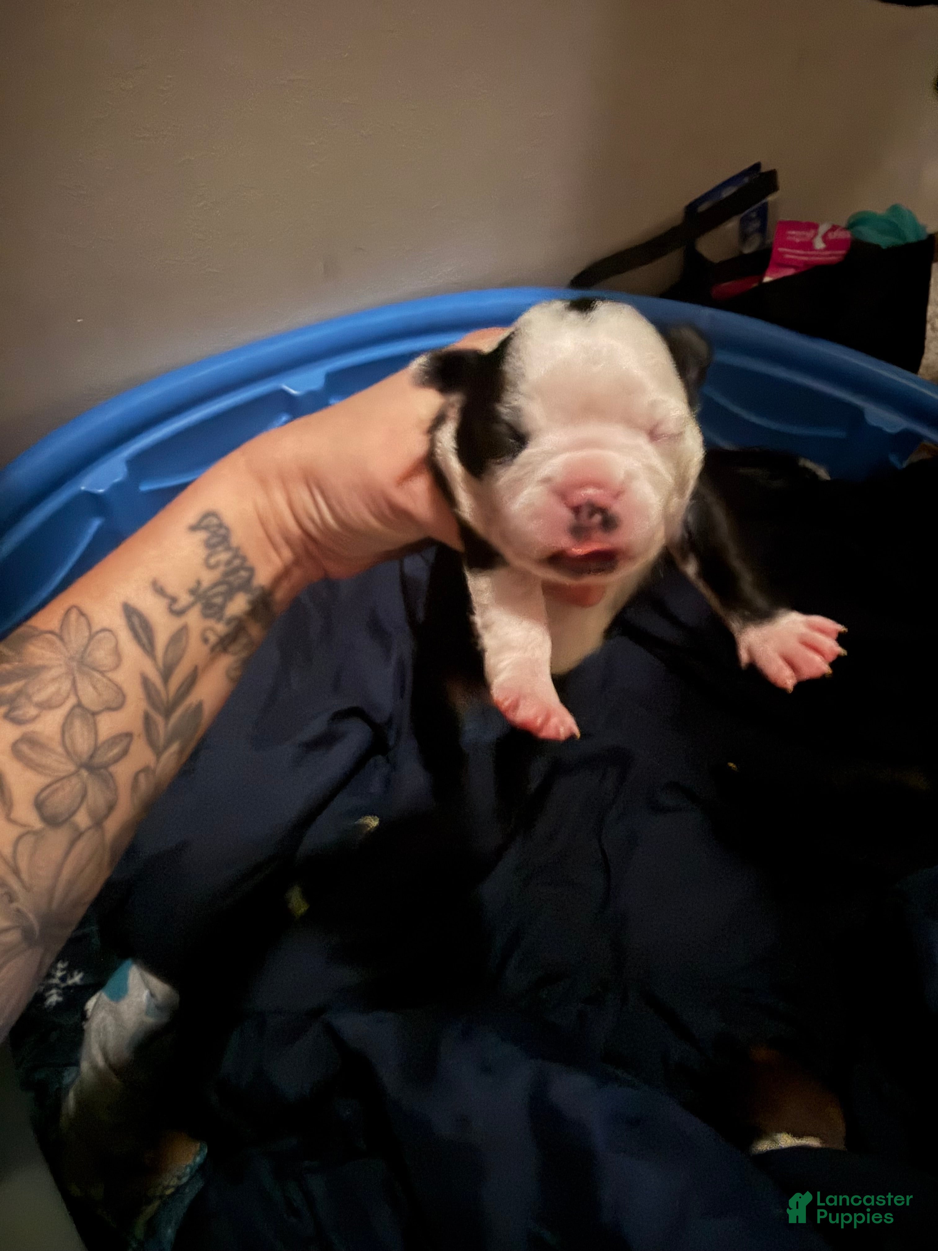 Boston Terrier dogs Boston Terrier 2 - Ad 12