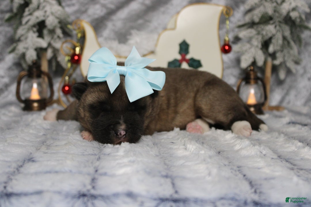 Akita dogs for sale: Jill  - Ad 5