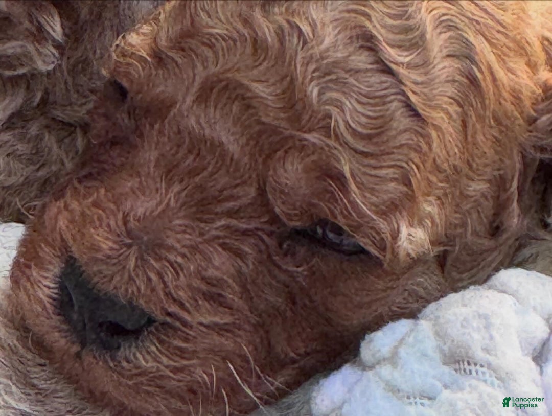 Cavapoo dogs for sale: Ginger - Ad 5