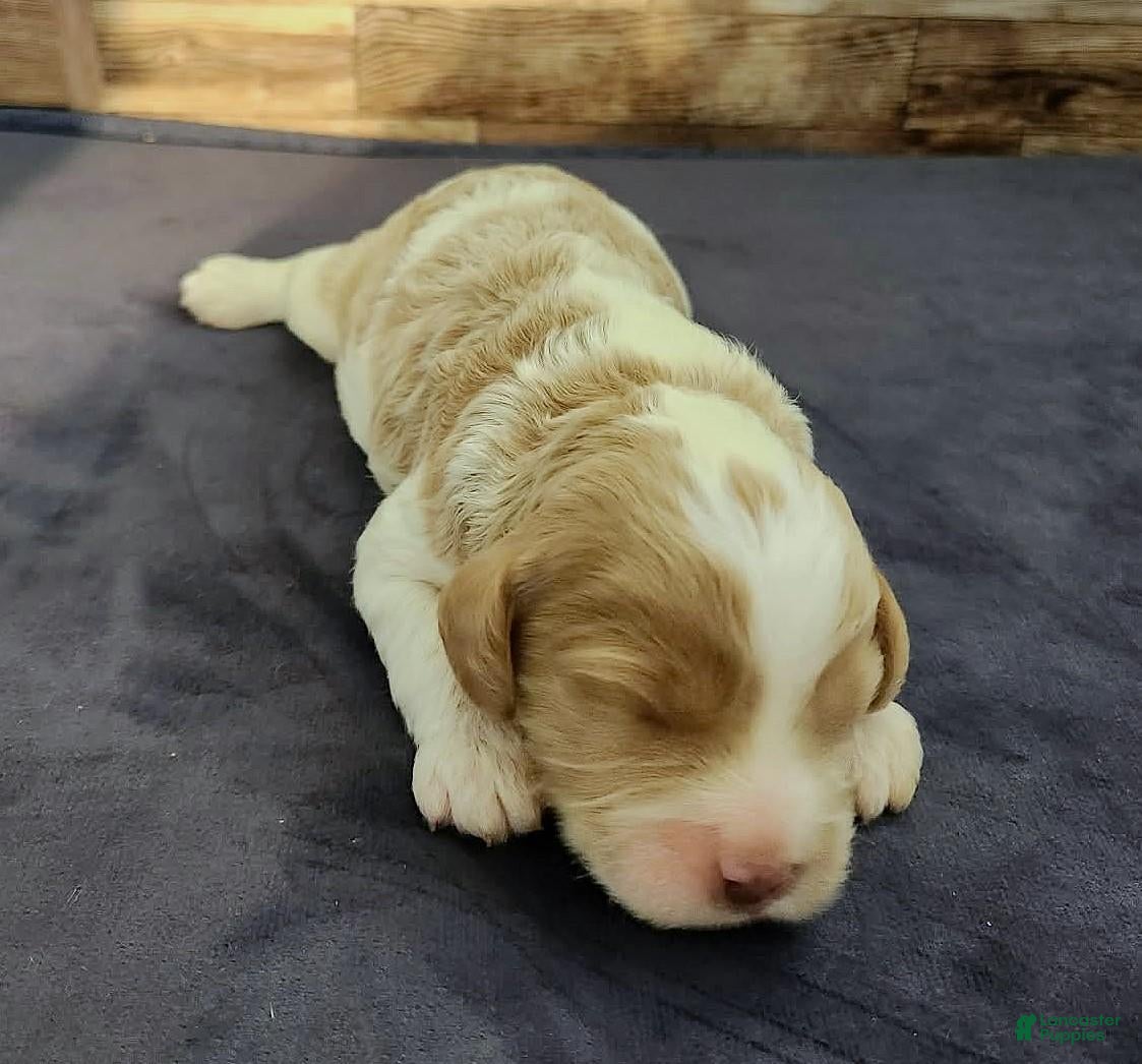 Cockapoo dogs for sale: #3 Female (Leslie's) - Ad 1