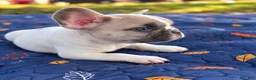 French Bulldog dogs for sale: Micah - Ad 3