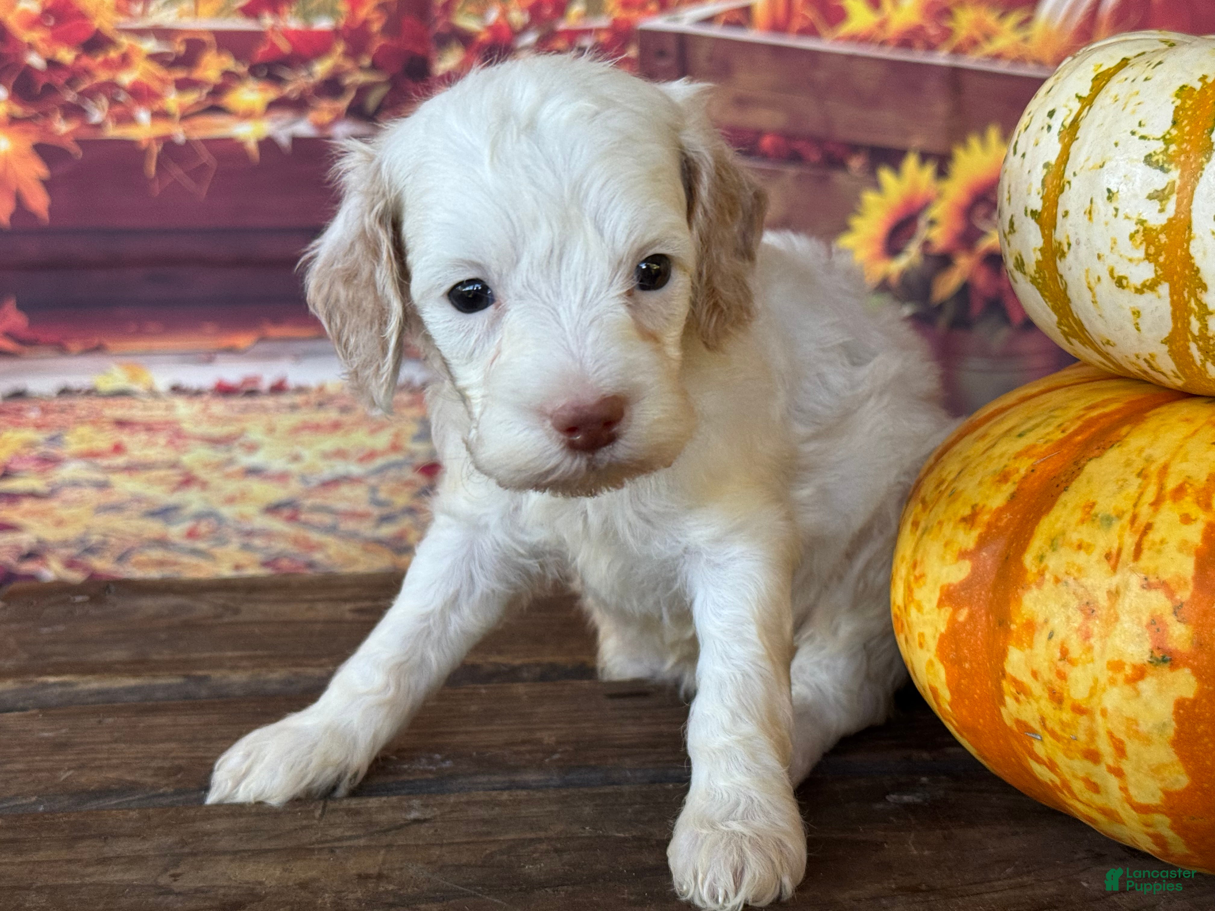 Cockapoo dogs Rosie - Ad 2