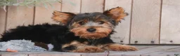 Yorkshire Terrier dogs for sale: Teddy - Ad 5