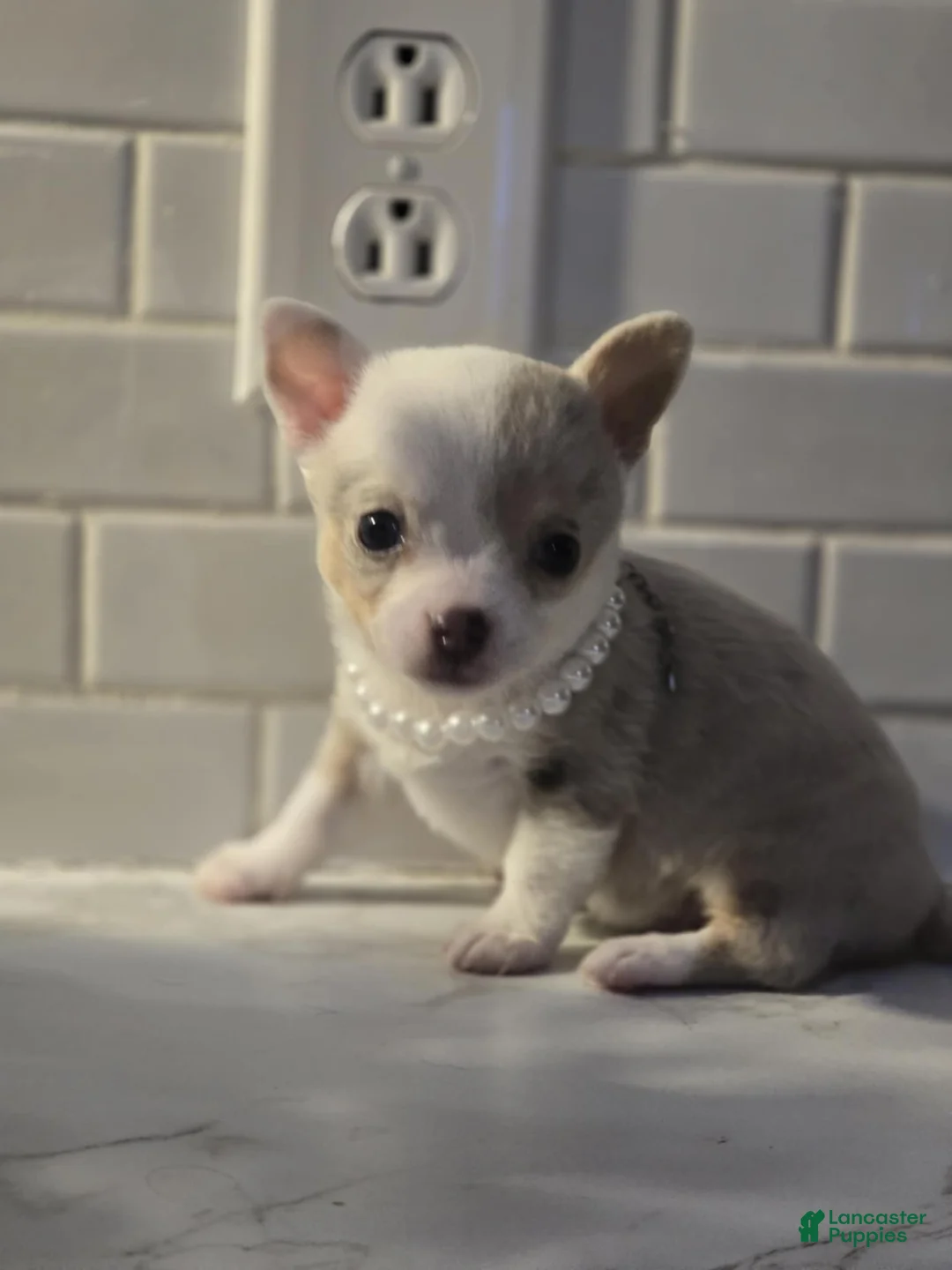 Chihuahua dogs for sale: lilly - Ad 10